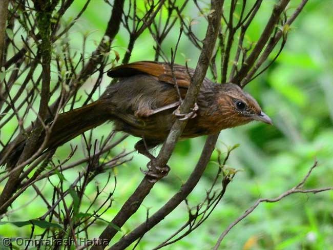 Streaked Laughingthrush - ML377130601