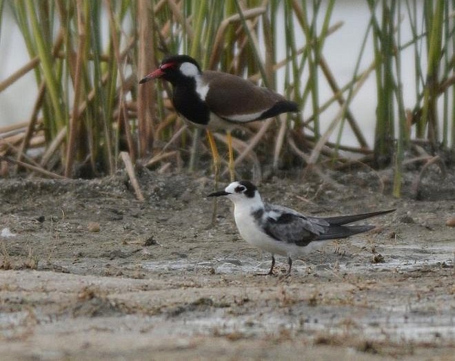 Хилэн хараалай - ML377130611