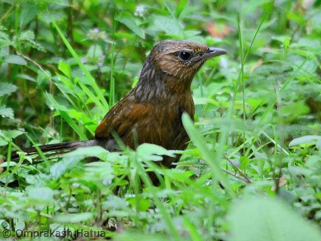 Streaked Laughingthrush - ML377130621