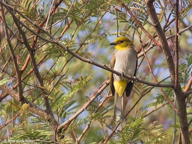 Bulbul à menton jaune - ML377130831