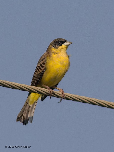 Black-headed Bunting - ML377130881