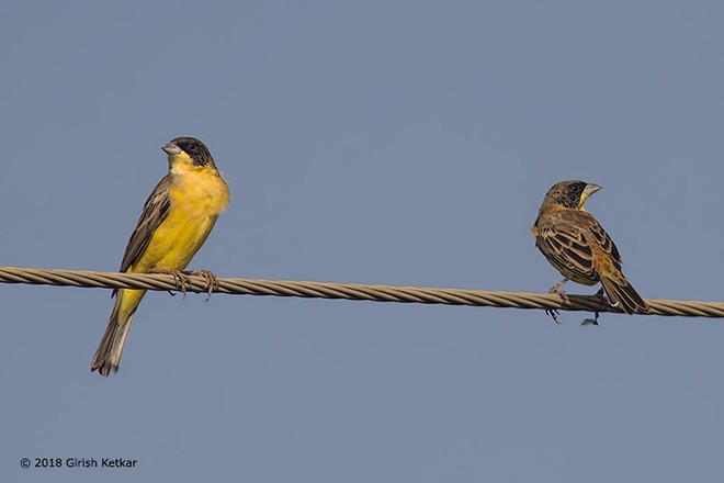 Black-headed Bunting - ML377130911