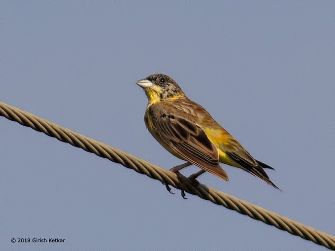 Black-headed Bunting - ML377130921