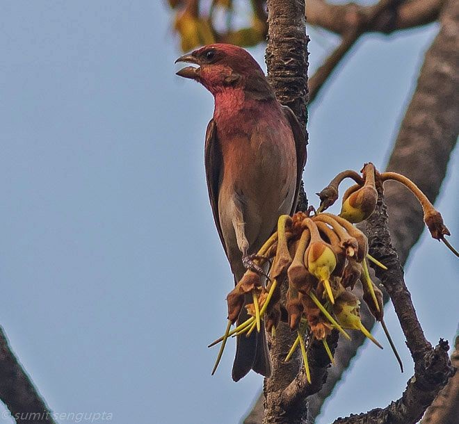 Common Rosefinch - Sumit  Sengupta
