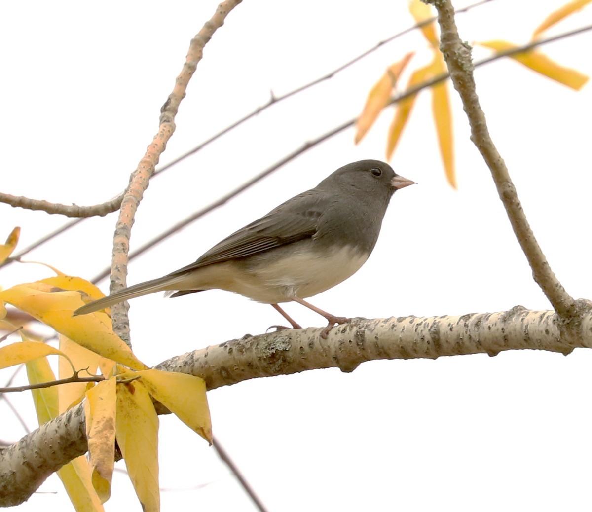 Dark-eyed Junco - ML377134291