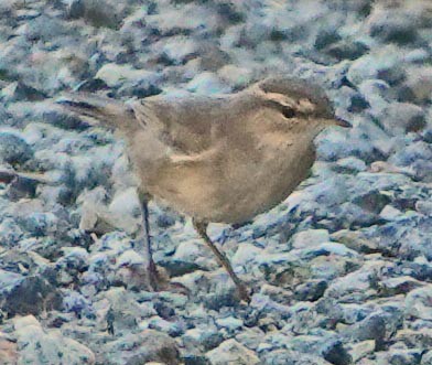 Dusky Warbler - lynda fenneman