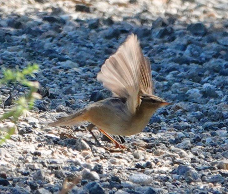 Dusky Warbler - lynda fenneman