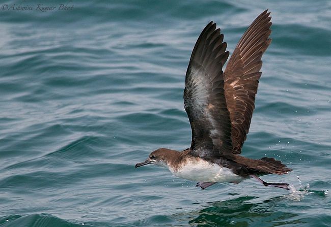 Persian Shearwater - ML377135691