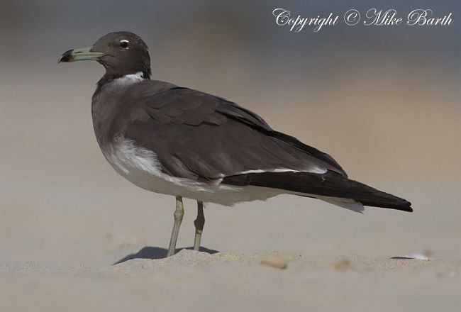 Sooty Gull - ML377135711