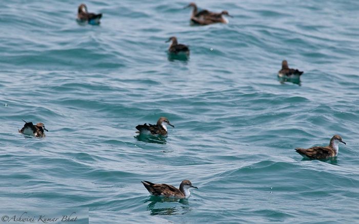 Persian Shearwater - ML377135791