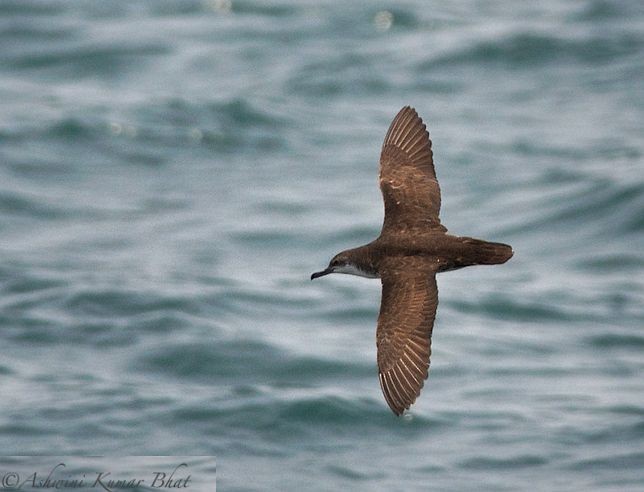 Persian Shearwater - ML377135811