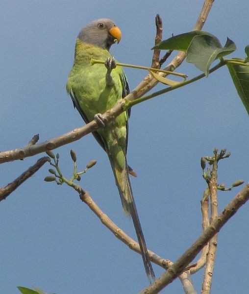 Plum-headed Parakeet - ML377136091