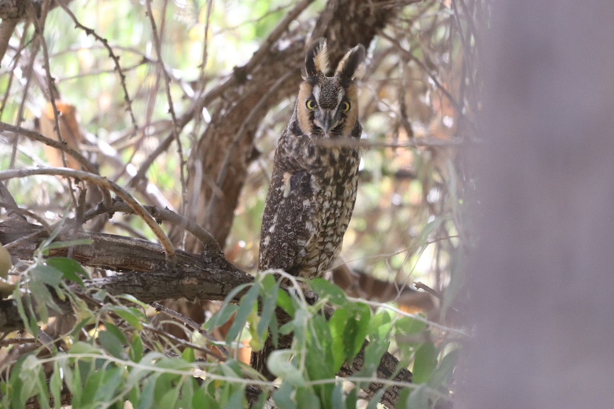 Long-eared Owl - Ken Wat