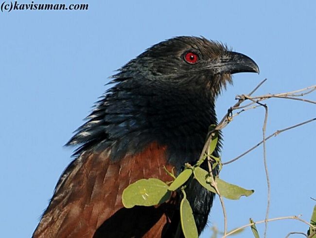 Greater Coucal (Southern) - ML377137481