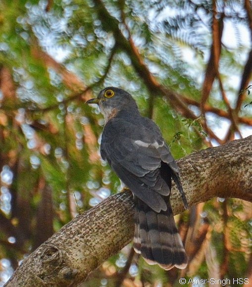 Hodgson's Hawk-Cuckoo - ML377138351