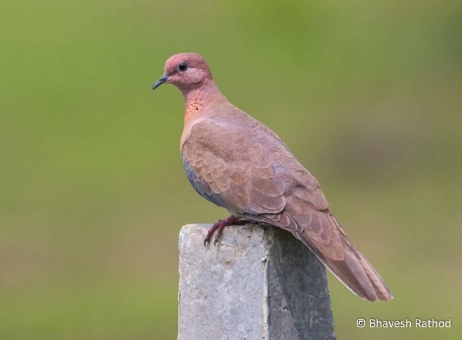 Laughing Dove - ML377138381