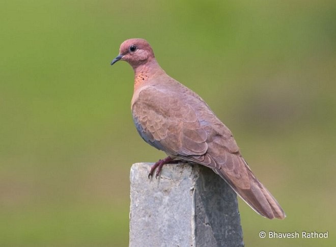 Tórtola Senegalesa - ML377138381