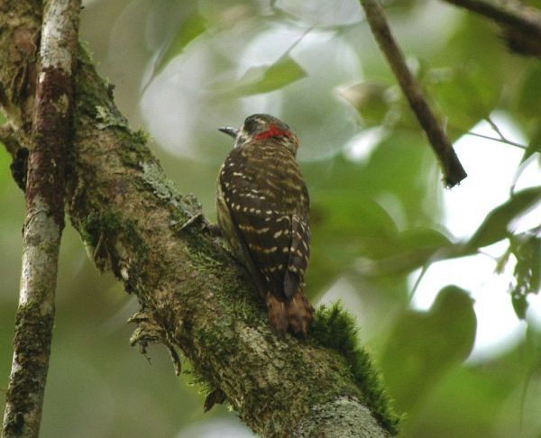 Sulawesi Pygmy Woodpecker - David Massie