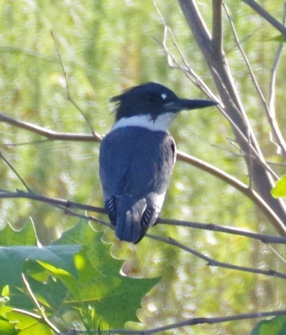 Belted Kingfisher - ML377140191