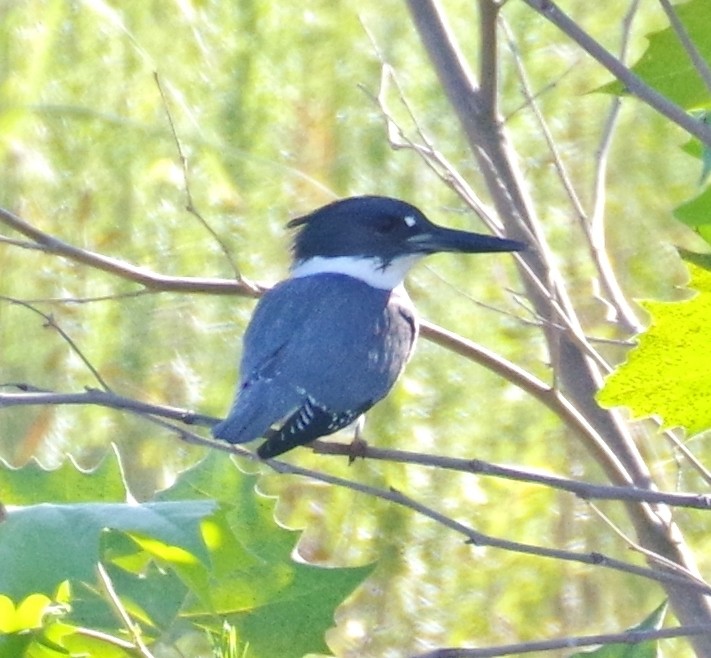 Belted Kingfisher - ML377140441