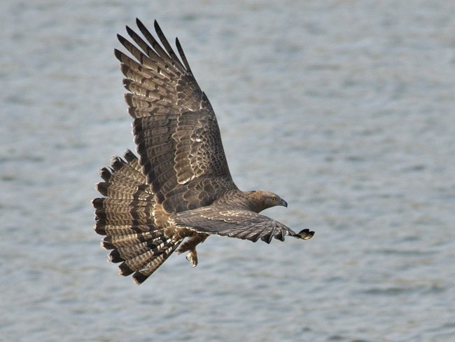 Oriental Honey-buzzard - ML377141711