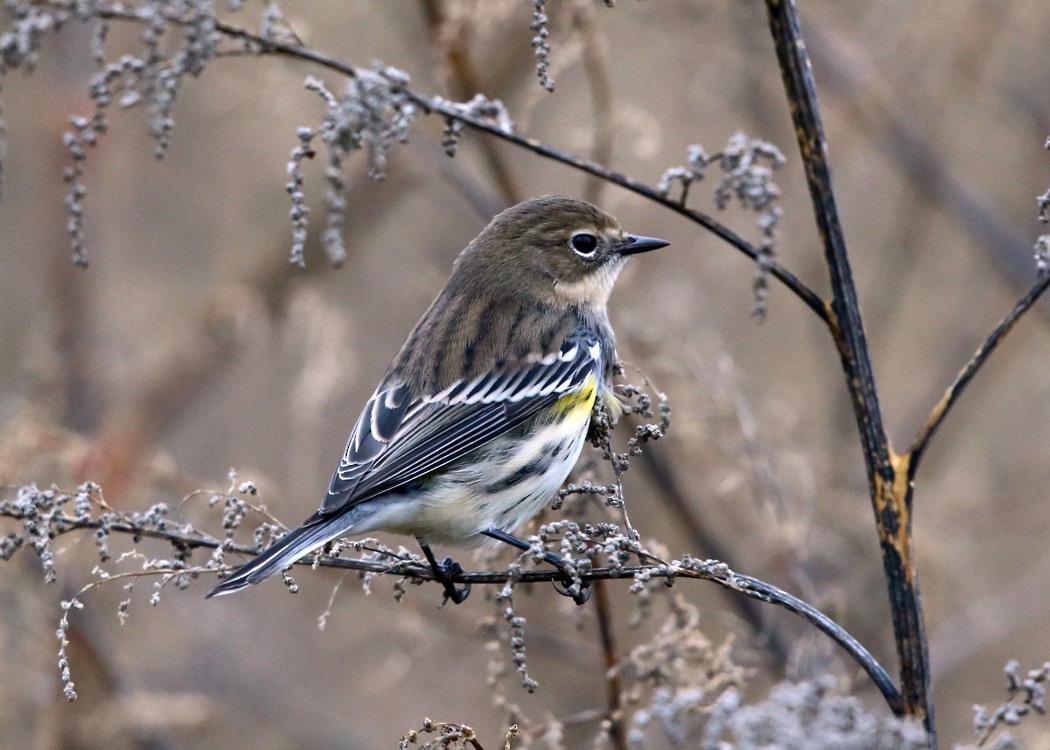 Yellow-rumped Warbler (Myrtle) - Tom Murray