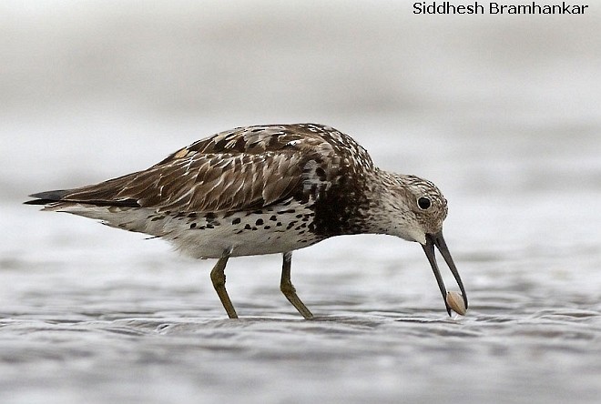 Great Knot - Siddhesh Bramhankar