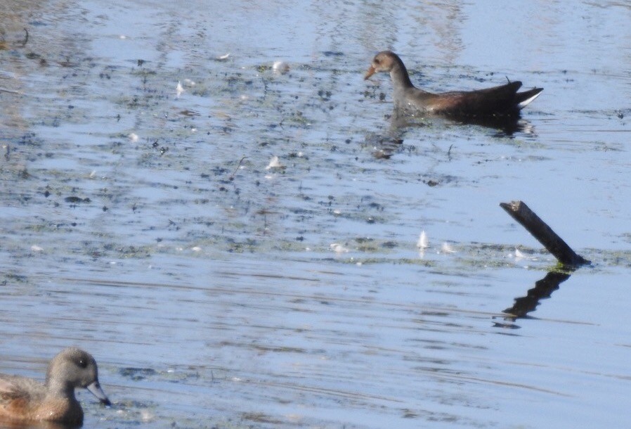 Common Gallinule - ML37714391