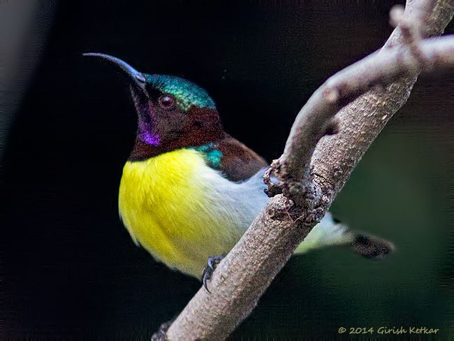 Purple-rumped Sunbird - ML377144141