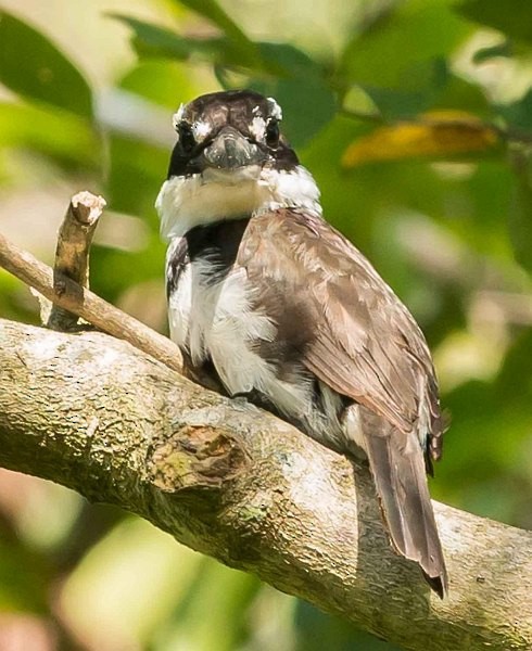 Sombre Kingfisher - ML377146871