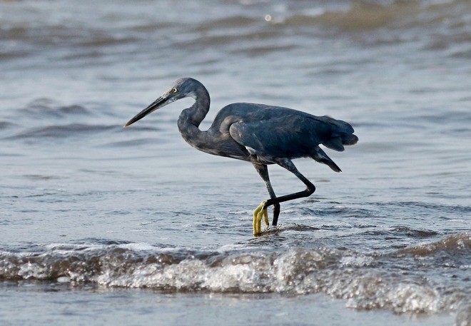 Western Reef-Heron (Eastern) - ML377146931