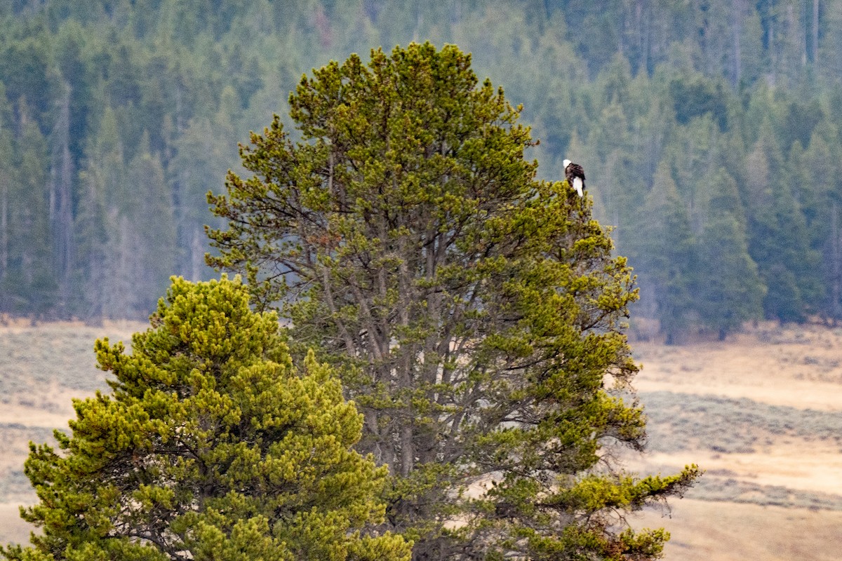 Bald Eagle - ML377147441