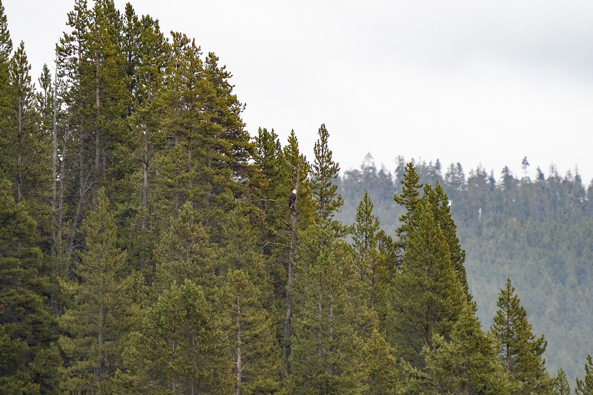 Bald Eagle - ML377147451