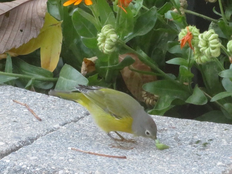 Nashville Warbler - Richard Staniforth