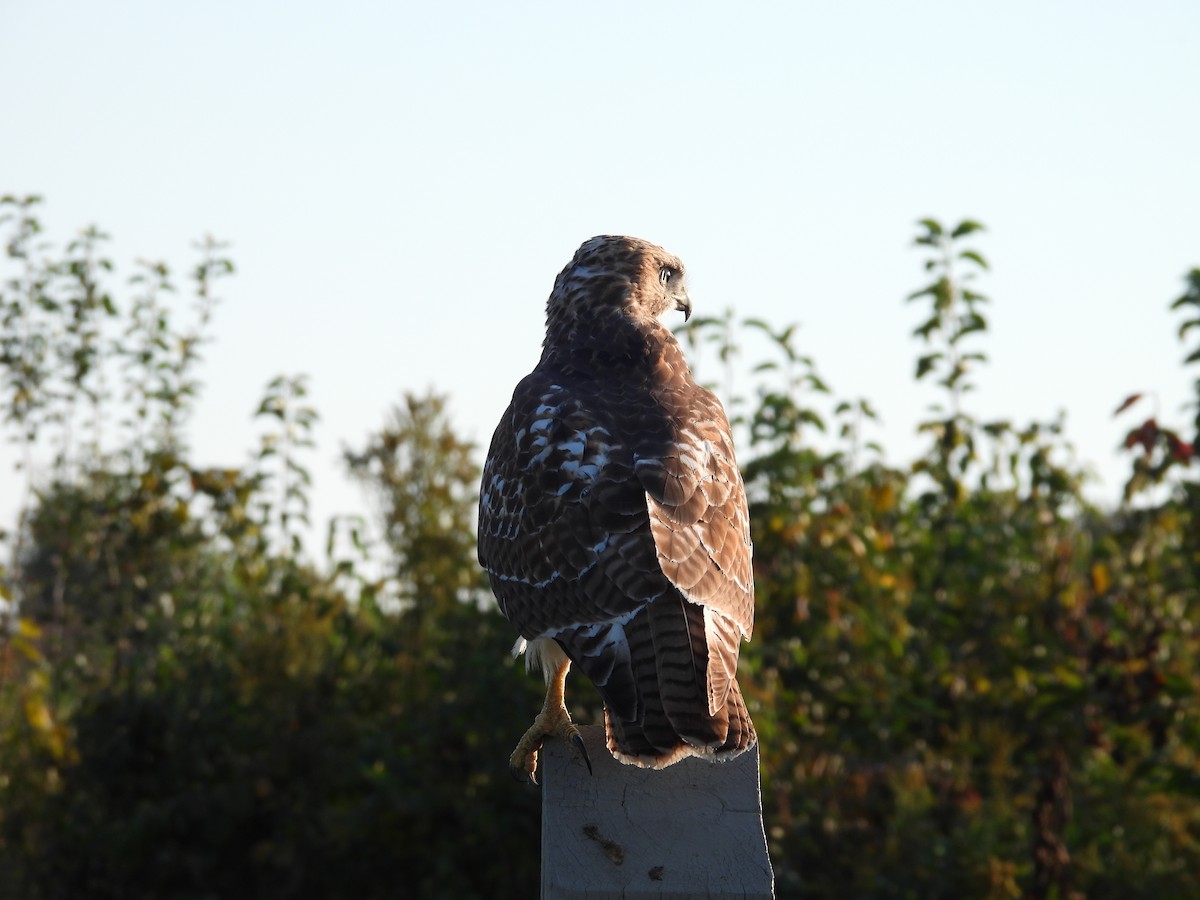 Red-tailed Hawk - ML377149611