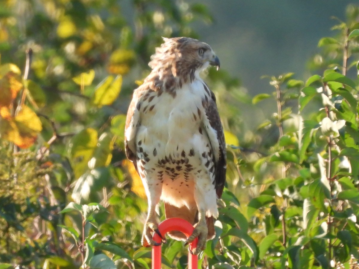 Red-tailed Hawk - ML377149701