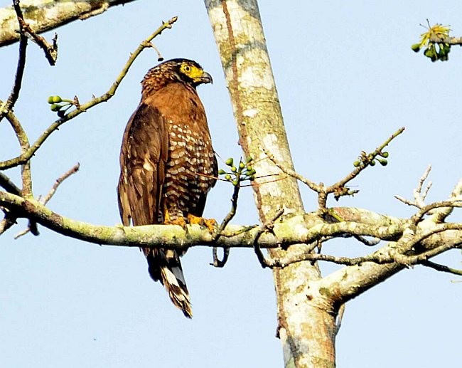 Sulawesi Serpent-Eagle - Jon Hornbuckle