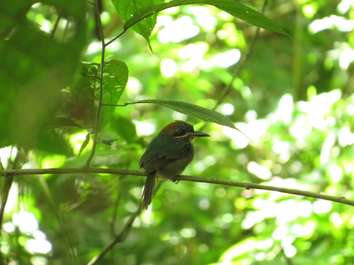 Tody Motmot - ML37715181