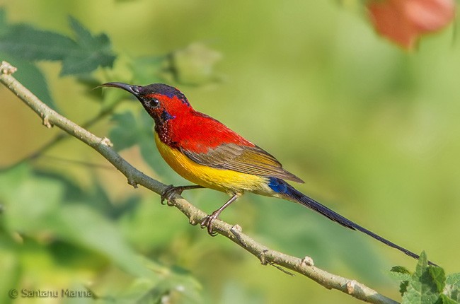 Mrs. Gould's Sunbird (Yellow-breasted) - ML377152001