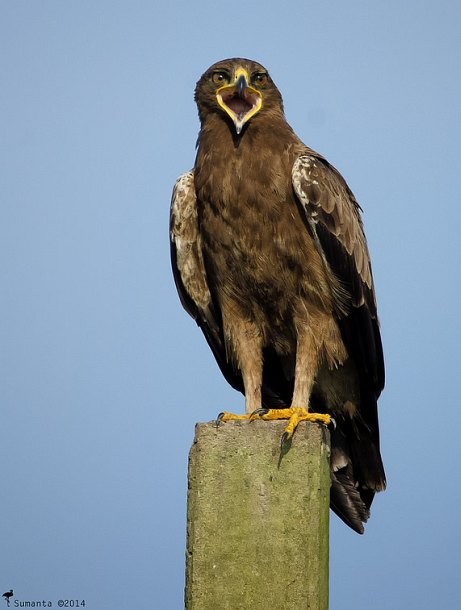 Indian Spotted Eagle - ML377152311