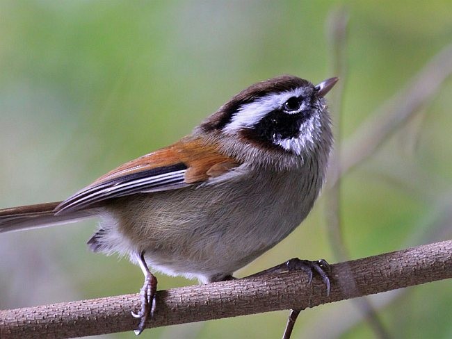 White-browed Fulvetta - ML377153001