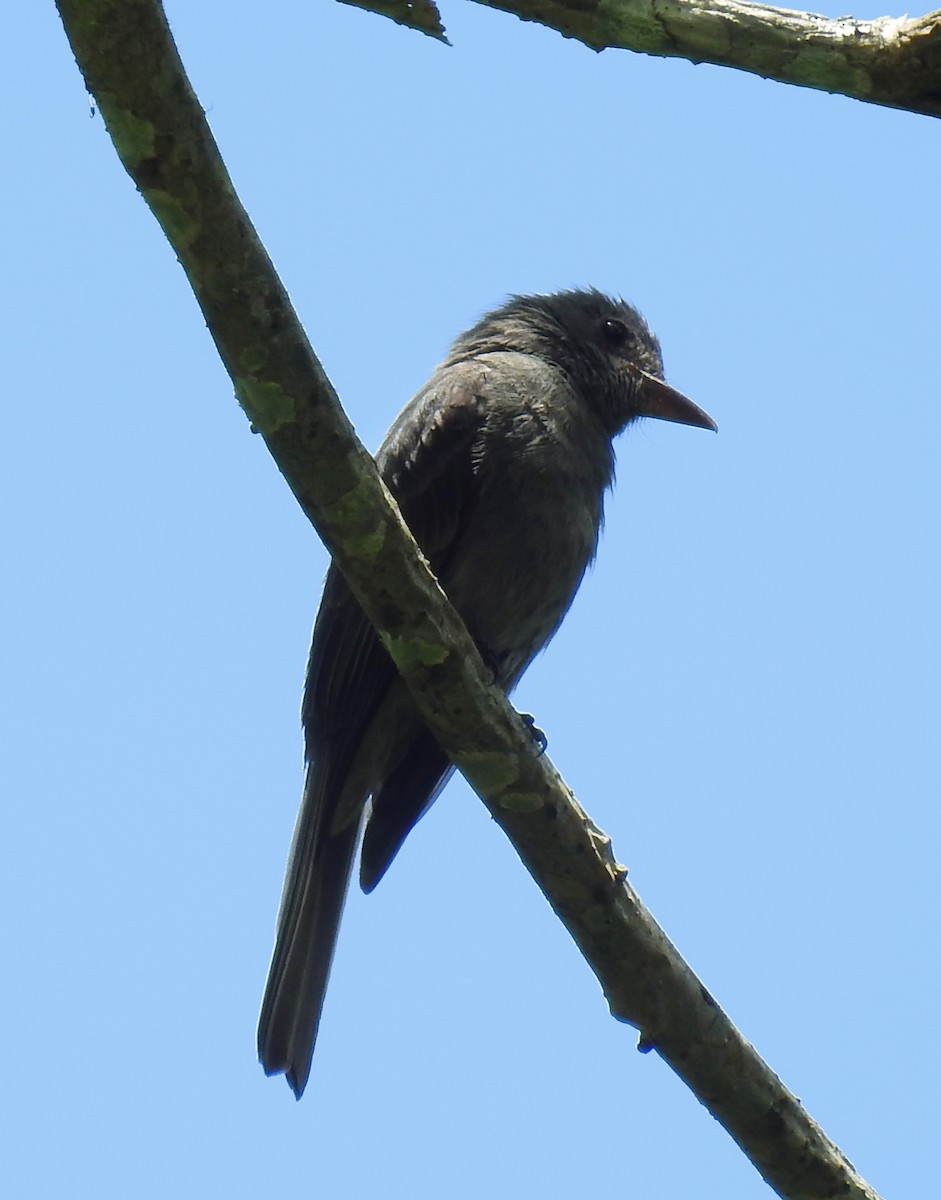 Smoke-colored Pewee - ML377154501