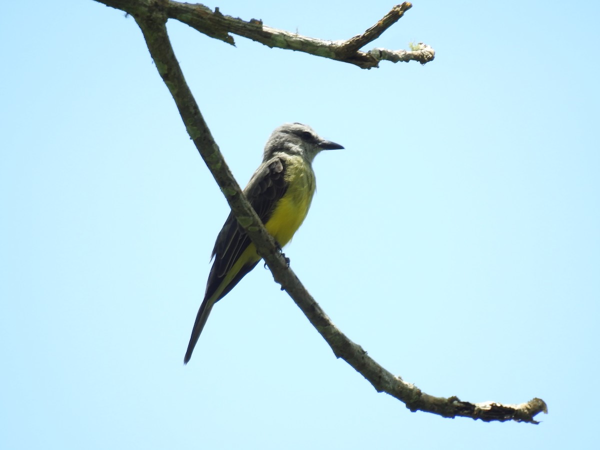 Tropical Kingbird - Gustavo A. Rodriguez