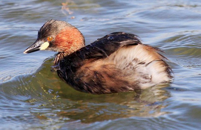 Little Grebe (Little) - ML377156031