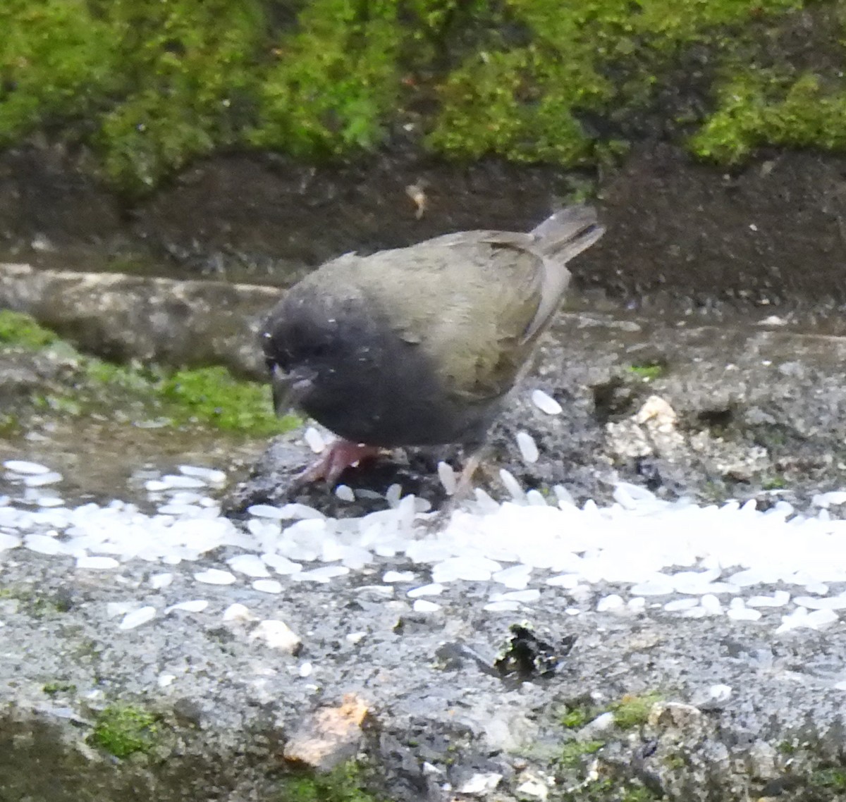 Black-faced Grassquit - ML377156681