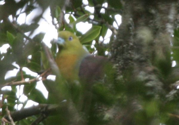 Wedge-tailed Green-Pigeon - ML377156951