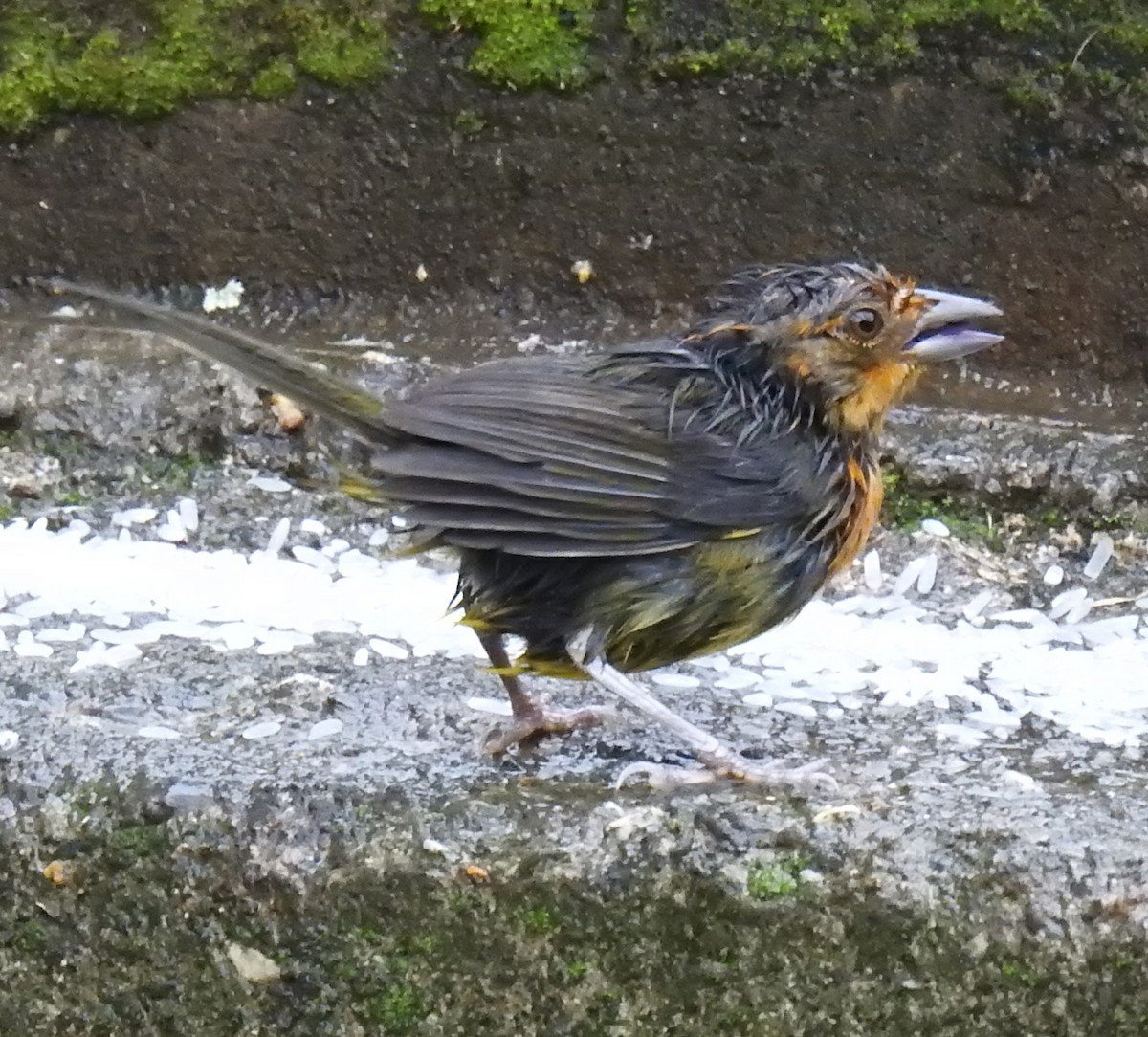 Ochre-breasted Brushfinch - ML377157161