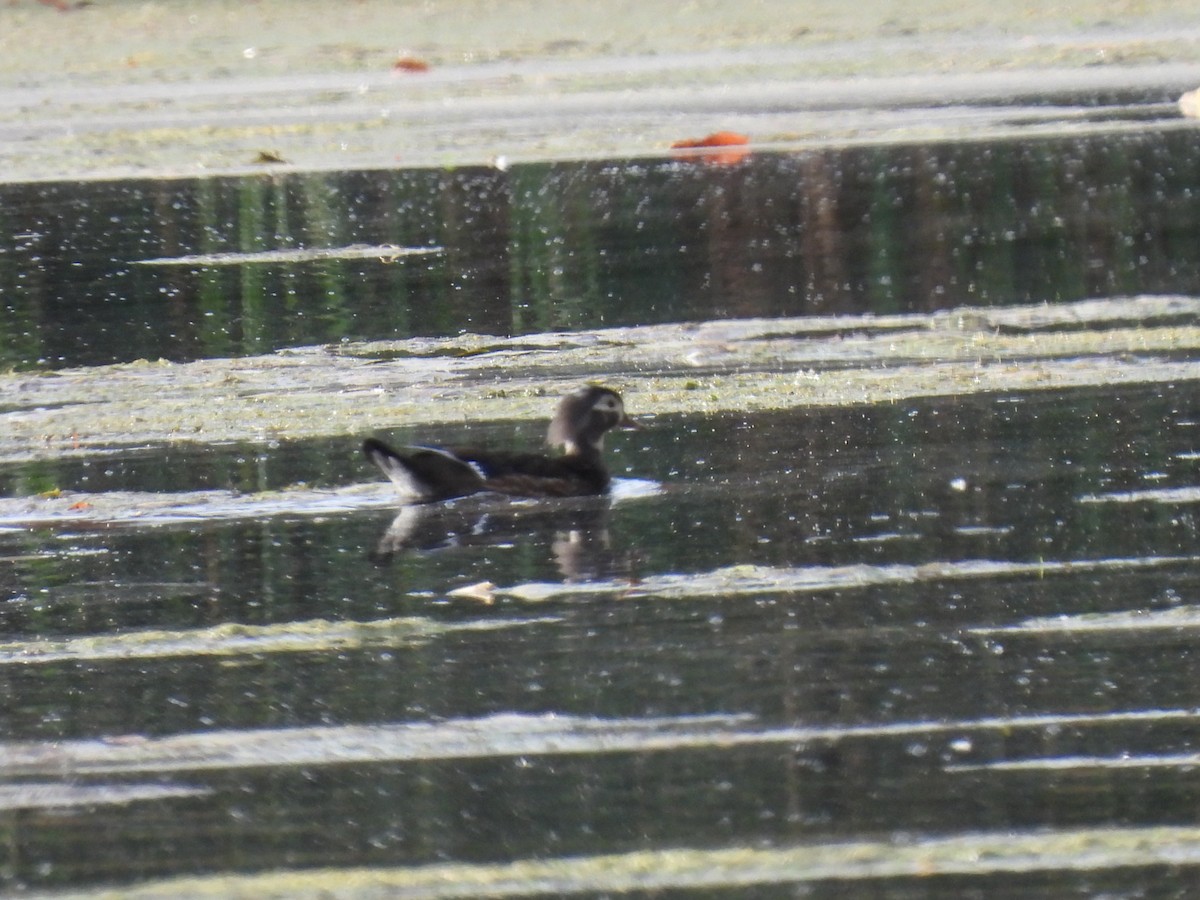 Wood Duck - ML377157301