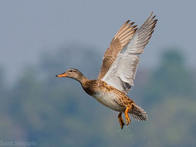 Gadwall - Sumit  Sengupta