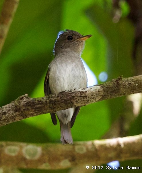 Ashy-breasted Flycatcher - ML377157641